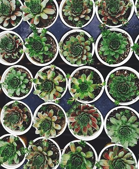 Pots plantes