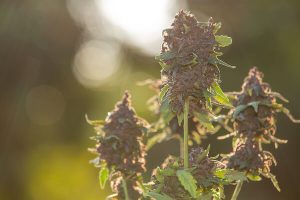 Acheter fleurs CBD